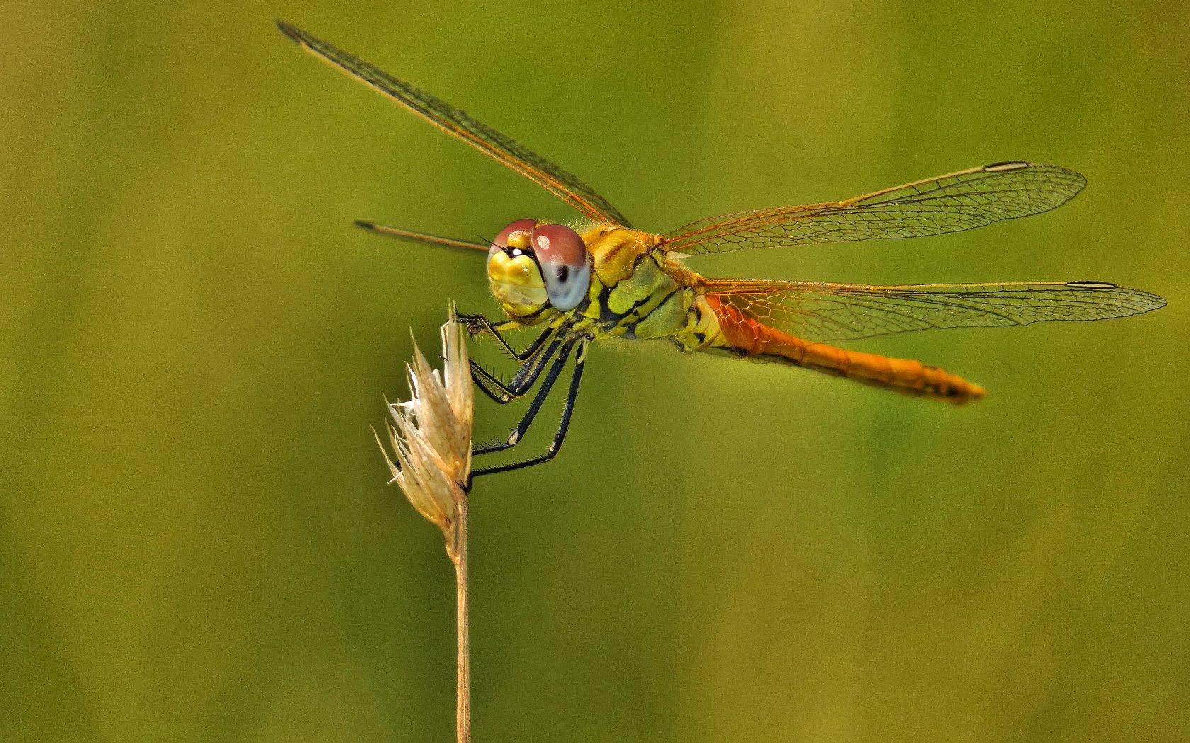 Una libellula piuttosto comune